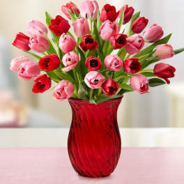 Pink and red tulips arranged in a red glass vase