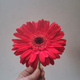 Single red gerbera daisy held by hand against a plain background
