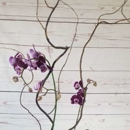 Purple orchids in a white pot with decorative branches
