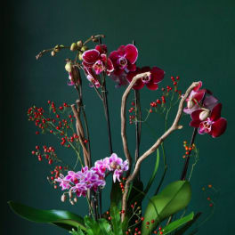 Tall orchid arrangement with red berries and broad green leaves in a container
