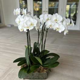 Elegant 10 Stem orchid garden