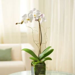 White orchid plant in a square glass vase with moss