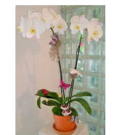 Potted white orchids with decorative butterflies in an orange pot