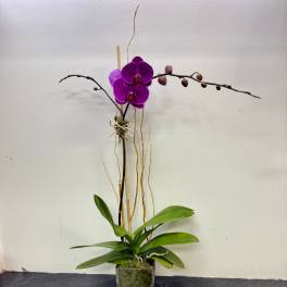 Purple orchid plant in a square glass vase