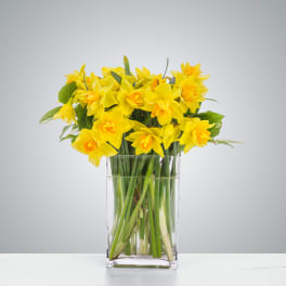 Cluster of bright yellow daffodils arranged in a clear rectangular glass vase.