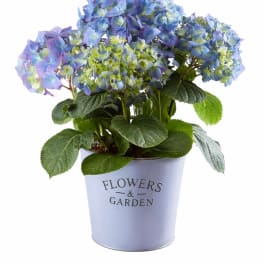 Potted Blue Hydrangea