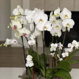 White orchids arranged in a shallow white planter