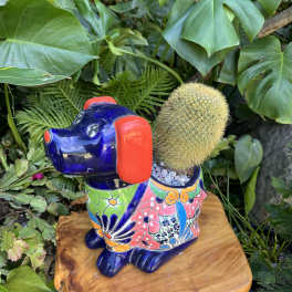 Ceramic dog planter holding a round cactus