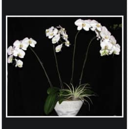 White orchids in a white bowl planter with a small air plant