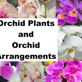 Collage of orchid blooms with text reading Orchid Plants and Orchid Arrangements