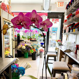 Potted purple orchid with large blooms in a red container