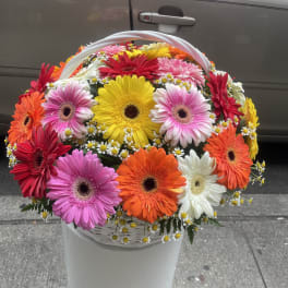 Basket of colorful gerbera daisies with small white filler flowers