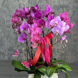 Pink and purple orchids arranged in a decorative planter with a red ribbon