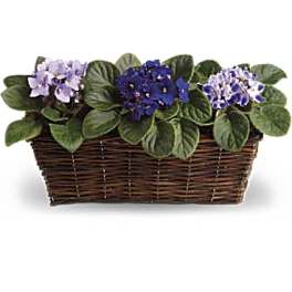 Three flowering plants in a wicker basket