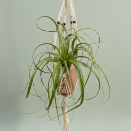 Macrame Hanging Air Plant