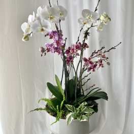 White and pink orchids arranged in a round white planter