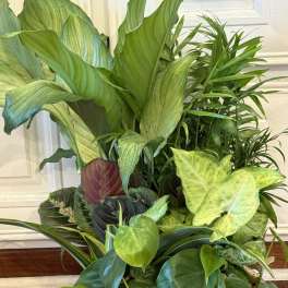 Mixed potted tropical plants in a ceramic planter