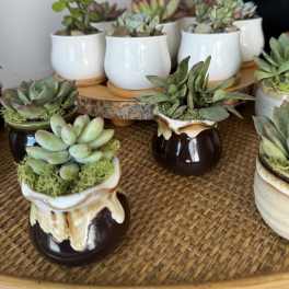 Small succulent plants in ceramic pots arranged on a tray