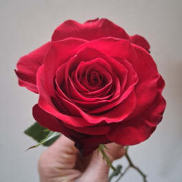 Single red rose held in a hand