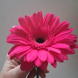 Bright pink gerbera daisy held in a hand