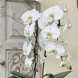White orchid plant in a white bowl-shaped pot