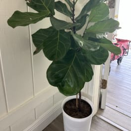 Potted fiddle leaf fig plant in a white container
