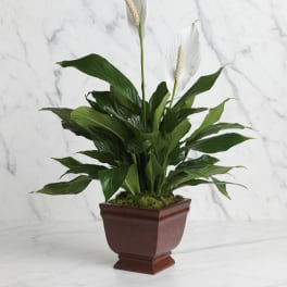 Lovely One Spathiphyllum Plant