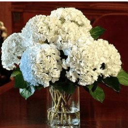 CLASSIC HYDRANGEA