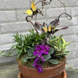 Potted mixed plant arrangement with purple flowers and butterfly accents