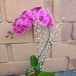 Pink orchid plant with pussy willow stems and a succulent in a black square vase