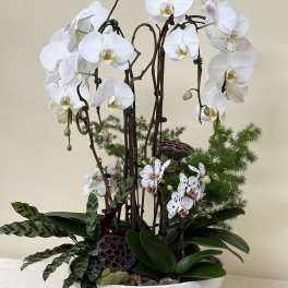White orchids arranged in a white bowl planter