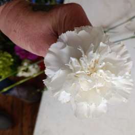 White carnation bloom held in a hand