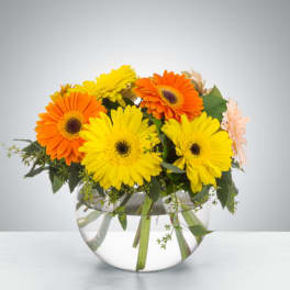 Dazzling Daisy Bowl by BloomNation™