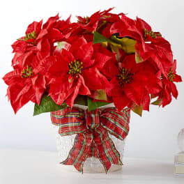 Red poinsettia arrangement in a white basket with a plaid ribbon
