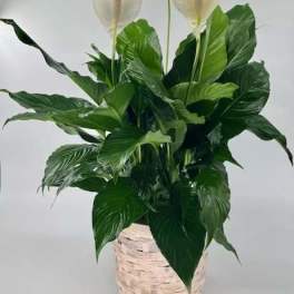 Spathiphyllum Plant " Peace Lily" (DL)