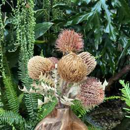 Arrangement of dried pincushion-like flowers in a wooden vase
