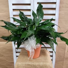 Potted green houseplant with glossy leaves and a white ribbon bow
