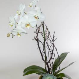 White orchid arrangement in a gray pot with a succulent accent