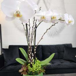 Tall white phalaenopsis orchid plant with succulents in a shiny green pot on a table