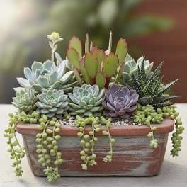Succulent arrangement in a rectangular terracotta planter