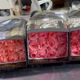 Three boxed bouquets of pink roses wrapped in clear plastic