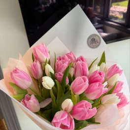 Bouquet of pink and white tulips wrapped in pale paper