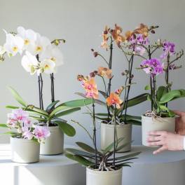 Potted orchids with white, pink, orange, and purple blooms