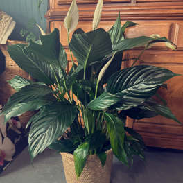 8" Peace Lily