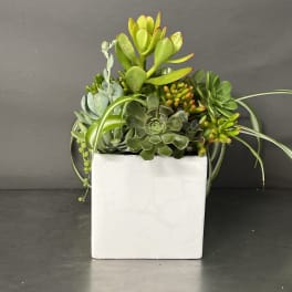 Succulent arrangement in a white square planter