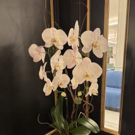 White orchid arrangement in a gold geometric pot