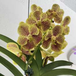 Yellow orchids with red speckles on a green-leafed plant against a light indoor ceiling.