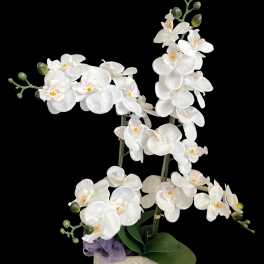 White orchid arrangement in a patterned container with a purple ribbon