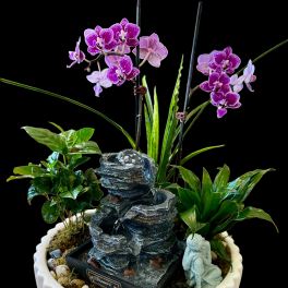 Purple orchids in a white planter with a small tabletop fountain