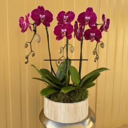 Magenta orchid plant in a round wooden container